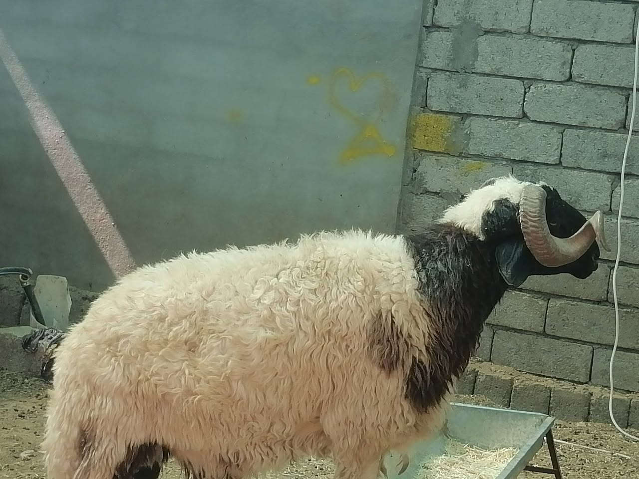 يوجد كركور ول نطاط شرط الفحل العنوان بيجي***********
