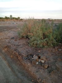 قطعه طابو زراعي سند 25بحي المنصور جهت  سجت القطار مساحته 900متر لاستفس...