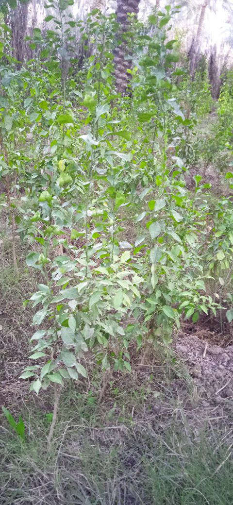 السلام عليكم متاح دايه نارنج ابو الطينه كميه قليله للبيع مفرد او جمله للستفسار ع خاص


**إذا كنت صاحب هذا الإعلان وتريد حذفه لأي سبب، رجاءا أرسل رسالة إلى الدعم الفني**