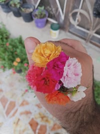 ورد الصباح • ألوان سندان • تعليك مو عادية