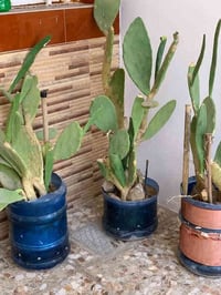 بابل المدحتية • ٢٠٠م • طابو صرف