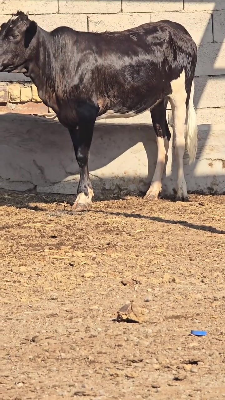 بجر سمينه ترهم جني وكصابه المكان العماره رقم *********** (***********
