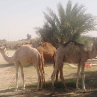 حيران • ٦ حبات • الرفاعي