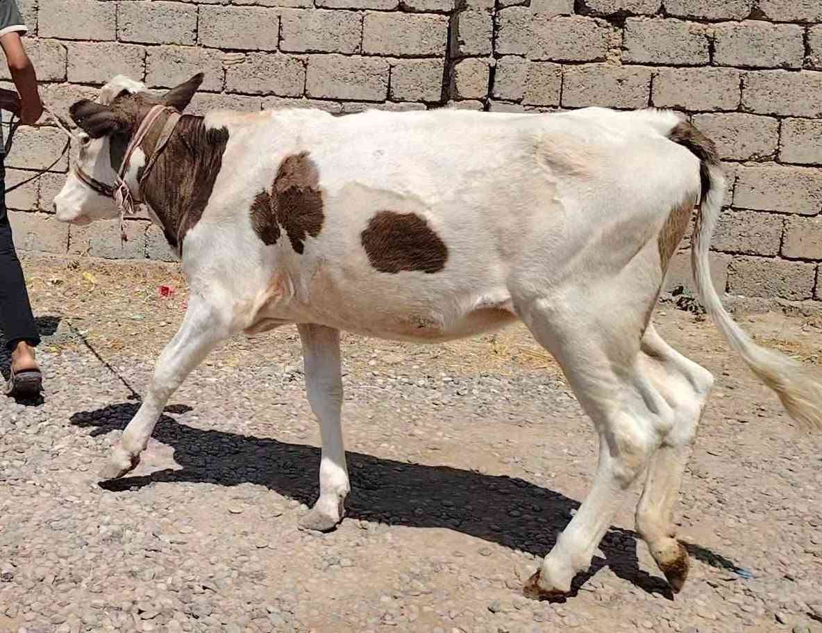 بسم الله ماشاء الله
بچر اصلية  رقم واحد 
 درجى اولى مال جنيه 
السعر مليون و350 بيها مجال قليل 
شرط اچل وشرب ونصاحة 

المكان  صلاح  الدين الشرقاط الخظرانيه
*********** اتصال + واتساب
‏‪***********‬‏ اتصال
