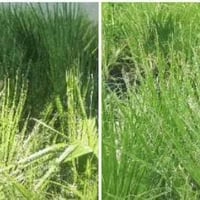 الكندي الثانية • واشنطونيا • شتلات عنب