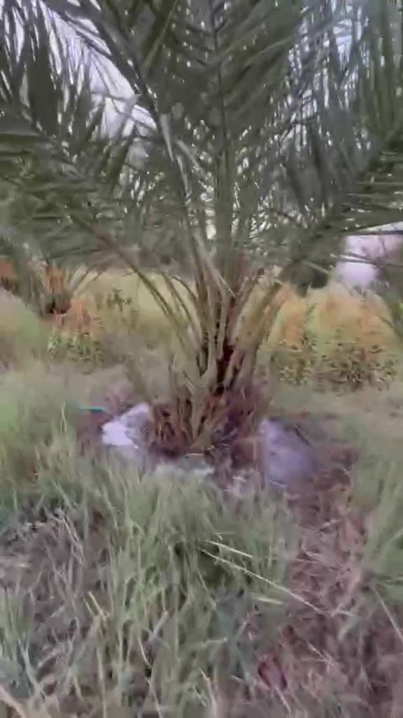السلام عليكم مزرعه للبيع يم شركة نفط ذي قار  مساحه دونم  قريبه ع شارع العام  توجد كهرباء وماء اساله   السعر  /250 مليون   وراعيه من اهالي ناصريه  ورقم خاص لشراي


**إذا كنت صاحب هذا الإعلان وتريد حذفه لأي سبب، رجاءا أرسل رسالة إلى الدعم الفني**