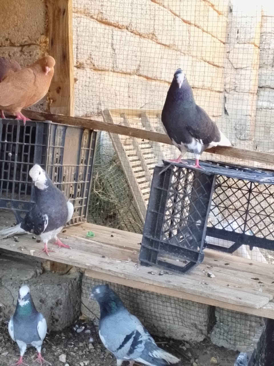 يرانيات الزوج عله 15الف مكاني بيجي ***********
