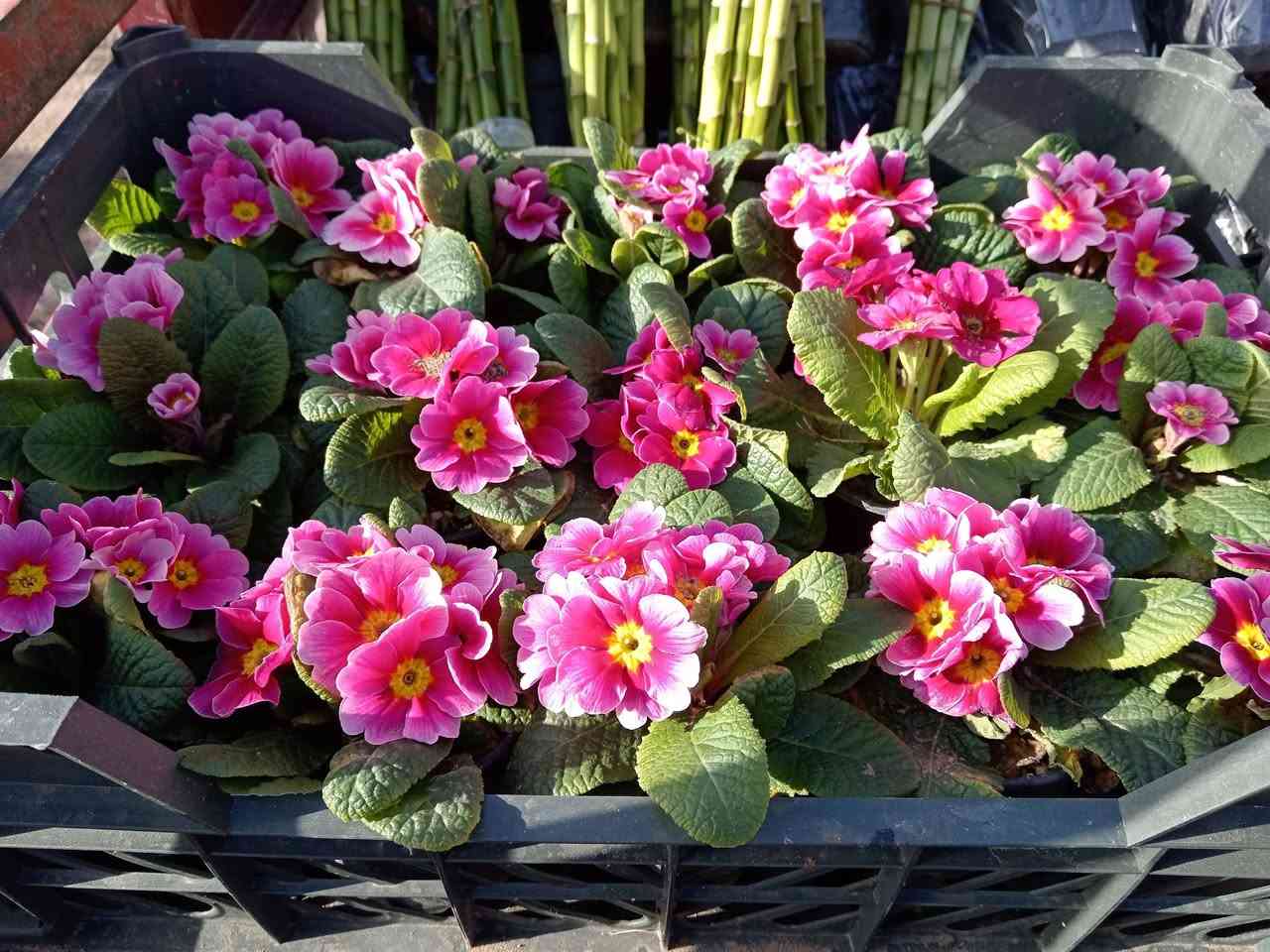 متوفر زهرة الربيع في مشتل ابوبكر 

السعر 2.000 دينار فقط 😍

#العنوان_القائم_حصيبة 
شارع ابو رندة القديم شارع صيدلية النبع مقابل قرطاسية ديار الأمل 

الإتصال *********** مشتل ابوبكر
