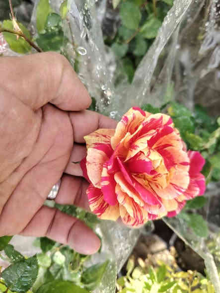 يعلن مشتل بركات الزهراء عليها السلام عن وصول مجموعة مميزة من الأشجار والورود المميزة كذلك توفر سماد مخصب سماد فرانكو الغني عن التعريف زورونا لتجدو كل ما هو جديد ونادر العنوان الديوانية الشافعية منطقة المعمل للإستفسار الاتصال على الأرقام التالية ***********او ***********او
