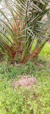 فسائل برحي خشن • القلع بحضور المشتري • واسط الصويره