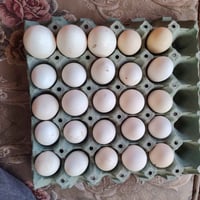 بيض مشكل • ٢٠ بيضة • ابو ركيبة