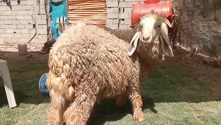 سلام عليكم طلي فحل للبيع شراي يتصل ***********خاص واتساب توصيل موجود مكاني حي البتول
