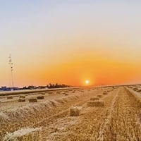 يتوفر تبن للبيع سويتر وغير سويتو الستفسار 07826967970