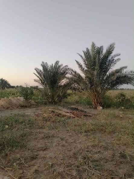 مساحت البيت 265 البناء

لان البيت كبير 3 غرف ومطبخ كبير وستقبال وصاله وهول وحمامات 2 وطارمه كبيره اربعه متر اربع دنك السعر 110مليون وبي مجال للاستفسار

***********
