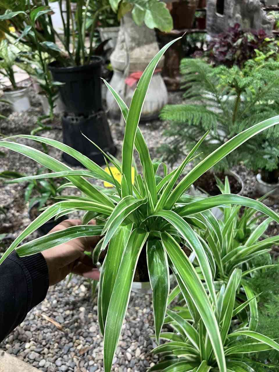 المجموعة الثانية من النباتات الداخلية السعرها مناسب   
نباتات ظلية هولندية حجم وسط بسعر بين ٧ و ١٠❤️‍🔥🪴

⭕️ الاسم والسعر جوه الصورة

🚕 يوجد خدمة توصيل

📍القادسية - خلف معارض السيارات - قرب قبر السيد مقابل مجمع الفردوس السكني .

https://maps.app.goo.gl/mc3xA4vRY7kNsCQK7?g_st=com.google.maps.preview.copy

#عروض #تكريت #توصيل #الديوم #القادسية #مشاتل #العراق #ظلي #نباتات #ورود #هدية


**إذا كنت صاحب هذا الإعلان وتريد حذفه لأي سبب، رجاءا أرسل رسالة إلى الدعم الفني**