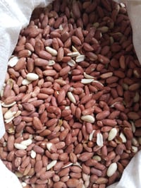 فستق • درجة أولى • كميات كبيرة