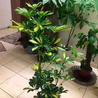 اراليا • هولندي • متر