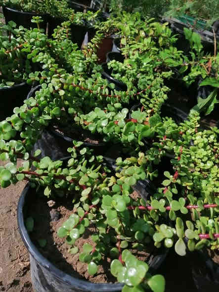 (مشتل حديثة المركزي) 🌸🌸
 يقدم لكم كل ما هو جميل🌷
دمعة طفل حجم كبير سعر السندانه فقط ٢٠٠٠
كل ٣ب٥الاف 
تابعو،،،،، 
عرووووضنا  مستمرة وياكم واسعار،،، بلاشششش 😉✌️

الموقع //
**((الانبار - قضاء حديثة/قرب دائرة البريد )) 
لاستفسار زورو صفحتنا أو الاتصال على الرقم
(( ***********))🌺
ويوجد توصيل طلبات حسب طلب الزبون 🌺
يرجا متابعتنا على الانستا
https://instagram.com/yaseiralsumaiday?igshid=MzRlODBiNWFlZA==
