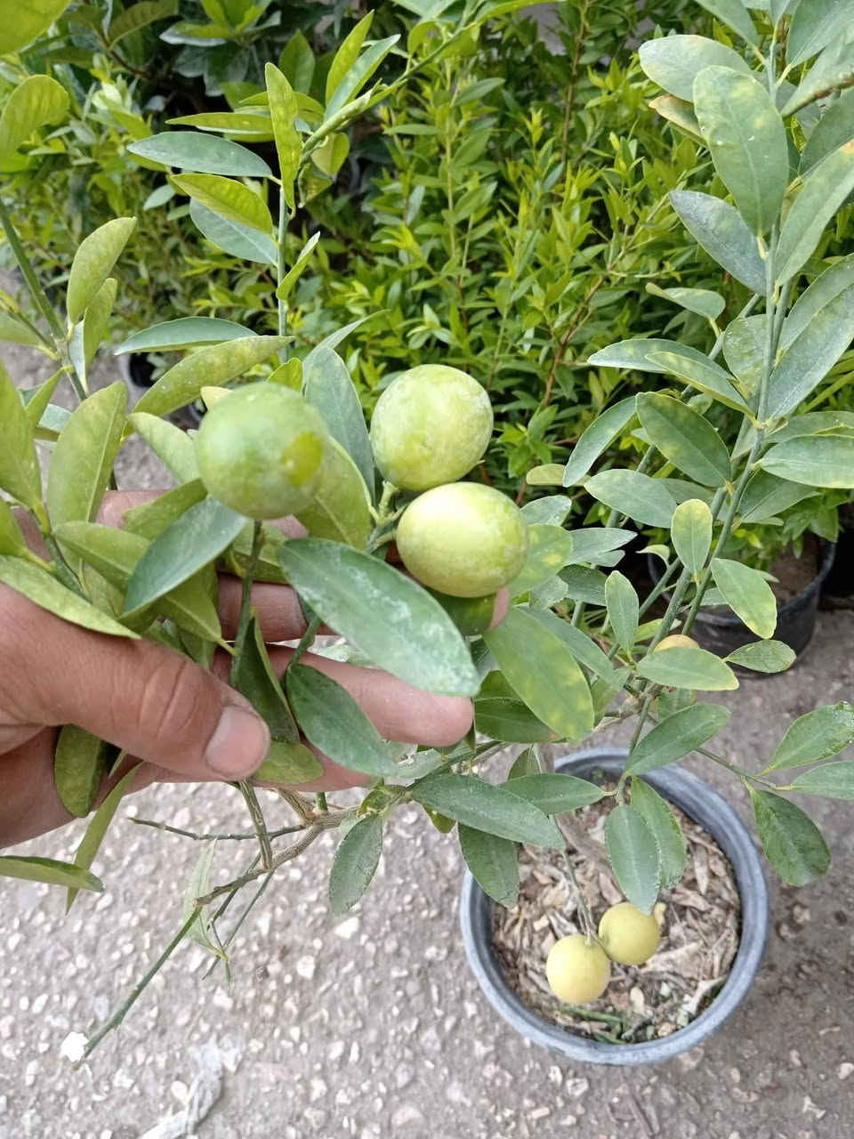 #عرض_خاص 

من #مشتل_ابوبكر عنواننا التميز والابداع 😍😍

متوفر الحمضيات القزمي الصيني والياباني كلها مثمرة 

ليمون 
لالنكي
برتقال 

جاي تنباع ب 15 الف 

#حاليا_سعرها 10 الاف فقط 😍😍

#العنوان_القائم_حصيبة 
شارع ابو رندة القديم شارع صيدلية النبع مقابل قرطاسية ديار الأمل 

الإتصال *********** مشتل ابوبكر
