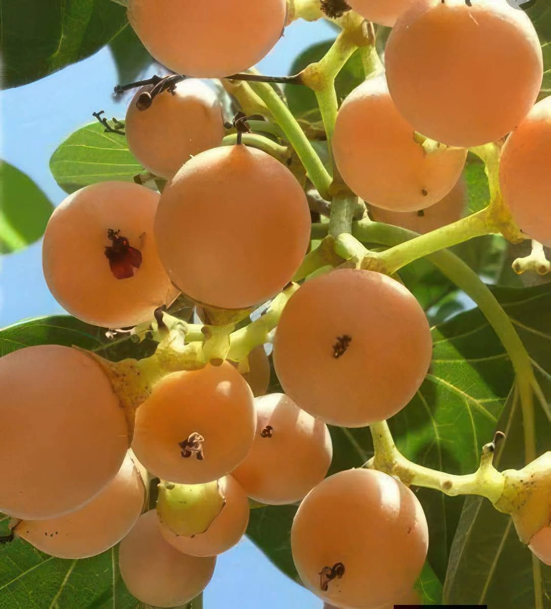 🌱 مشتل الظلال – من أفضل مشاتل جنوب الموصل
📍 العنوان:
الحود – الشارع العام مقابل الحود مول
قرب مفرق الزاوية – جنوب الموصل
📞 رقم التواصل (اتصال / واتساب):
***********
🌿 المتوفر لديهم :
أشجار ظل
نباتات داخلية وخارجية
زهور
أشجار مثمرة وزينة
بتموس
أسمدة وجميع مستلزمات الحدائق
✔️ تعامل ممتاز
✔️ مصداقية وجودة عالية

صفحة مشتل الظلال
