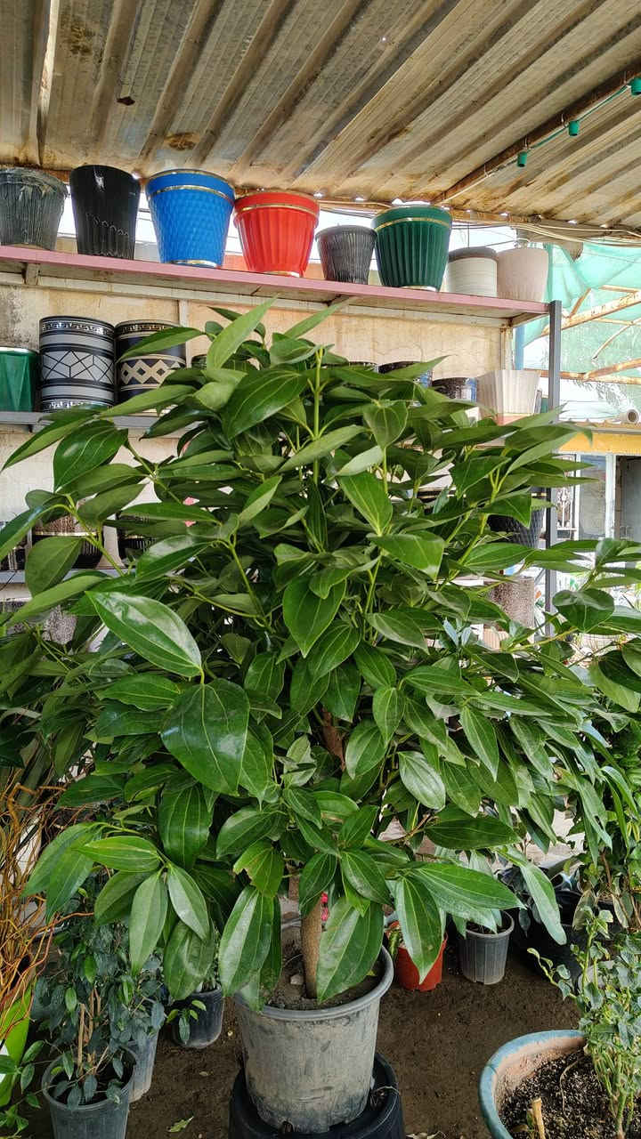 جميع انواع النباتات الظليه متواجدين بعد الافطار من الساعه 7:00 مساء الى الساعه 11:00
يفتح المشتل طيله ايام الاسبوع من الساعه 8:00 صباحا والى الساعه 11:00 ليلآ
#مشتل_زهور_واسط العنوان كوت فلكه الحاوي شارع مجمع دمشق الطبي مقابل ابتدائية الكوت للتعليم الأساسي #يوجد_توصيل_داخل_الكوت
*********** لطلب والاستفسار واتساب  او مراسله الصفحه الشخصيه بلال الواسطي🌹😊
