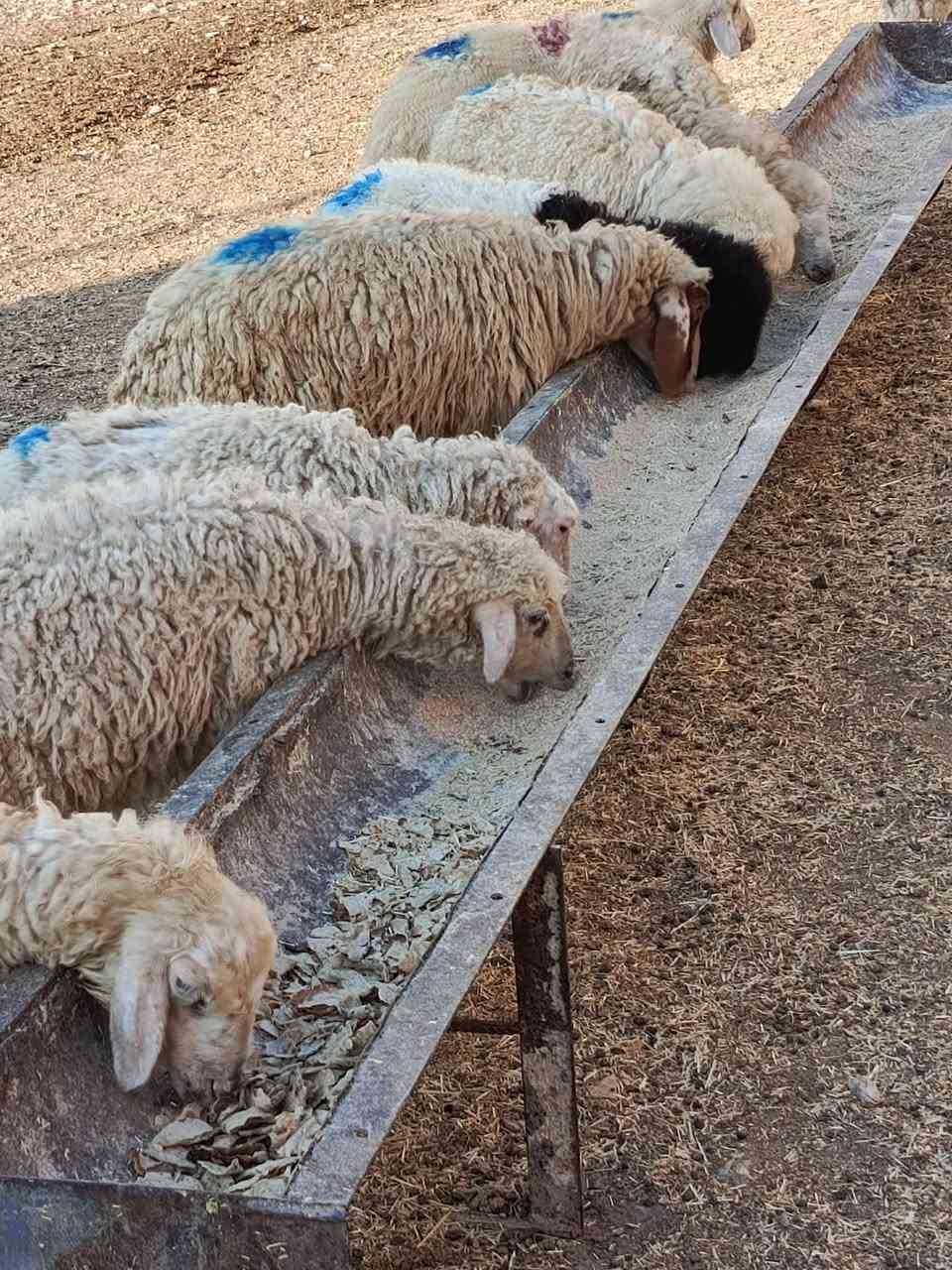 يوجد طليان وفطايم درجه اولى العدد 14 ناصحات شرط نصاحه يرهمن ربط ويرهمن ذبح سعر الواحد 160 الف قفل 🔒 بدون عمله العنوان بيجي رقم الهاتف ***********..... ‏‪***********‬‏
