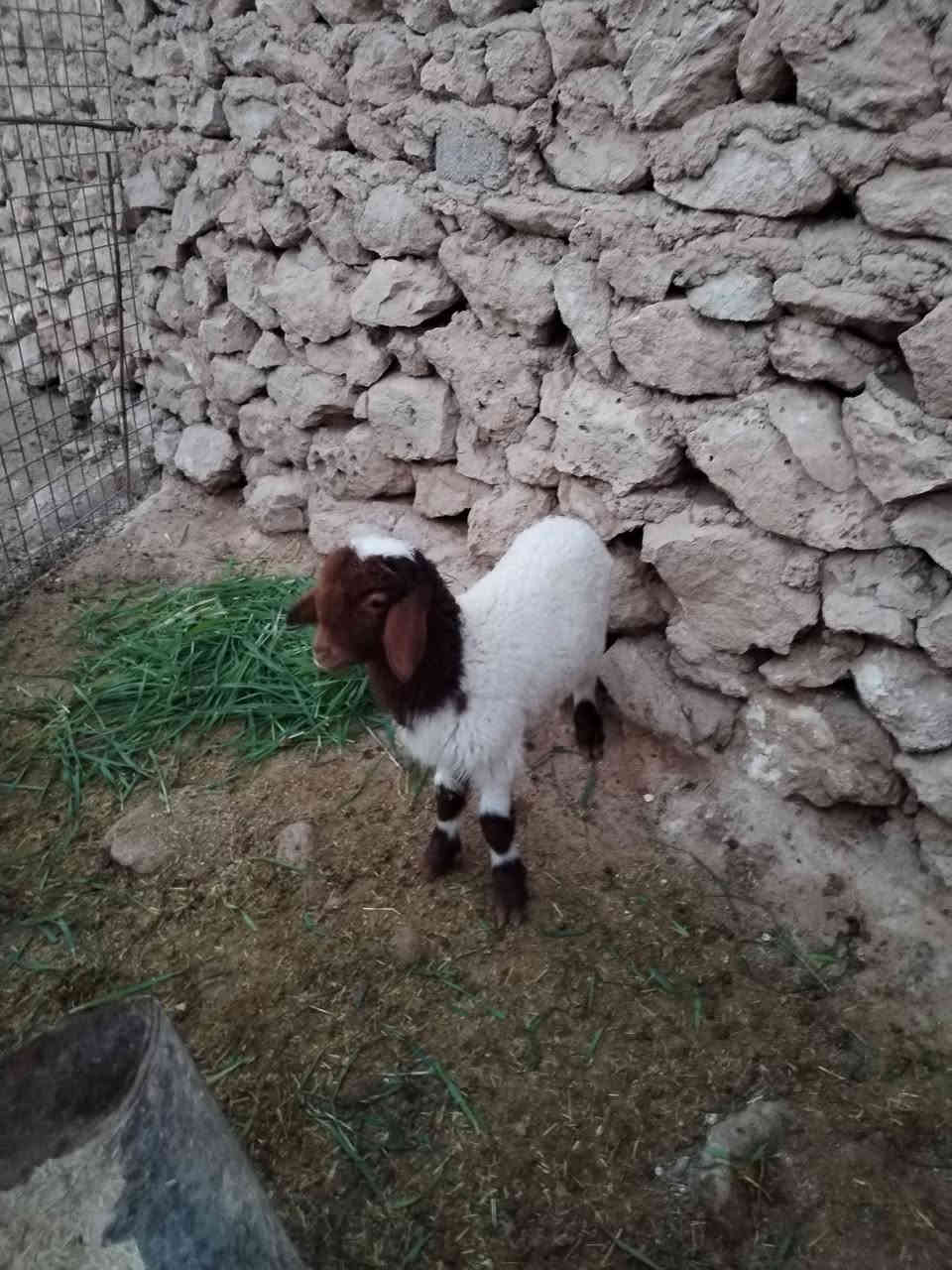 سلام عليكم متاح طلي ياكل نصاح على كل عيب فول مواصفات سعر ١٨٥ بي مجال بصيط مكان حديثه ليريد يجي خاص او يتصل على رقم ***********
