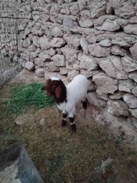 سيارة • فول مواصفات • حديثه