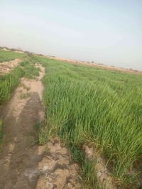 حشيش مكتوله اللبيع 07707627380