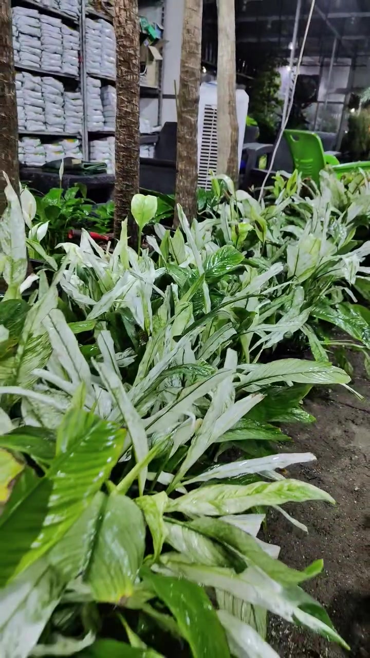 الشراع النادر ب 8 بس 🔥🔥🔥 
العنوان: حلة حي الصحة شارع كورنيش
للتواصل ضرغام : ‏‪***********‬‏
https://maps.app.goo.gl/MrkK44hPhZ3qJYfC9
