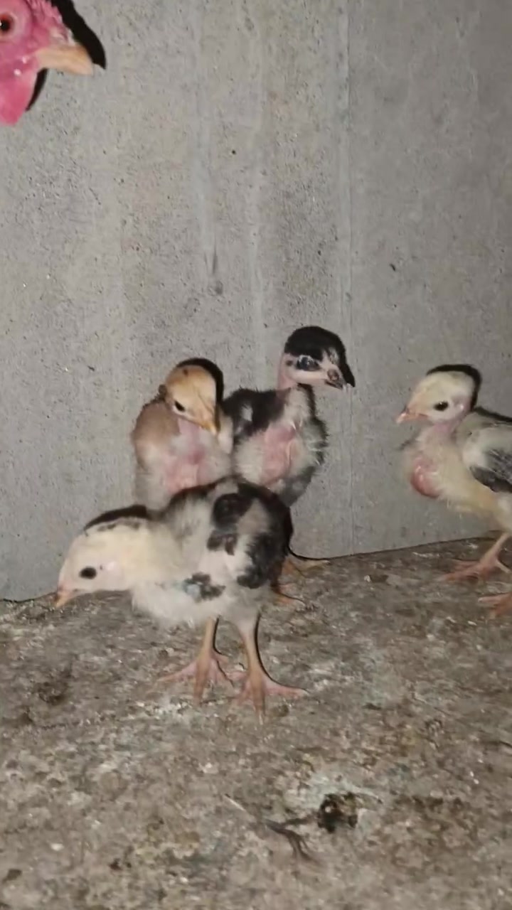 دجاج أم ركيبه و ٤ افراخ للبيع ٣ من افراخ أم ركيبه و واحد كويتي أصلي ***********
