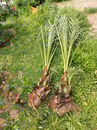 ٤ فسلان • ضمان • قضاء الخالص