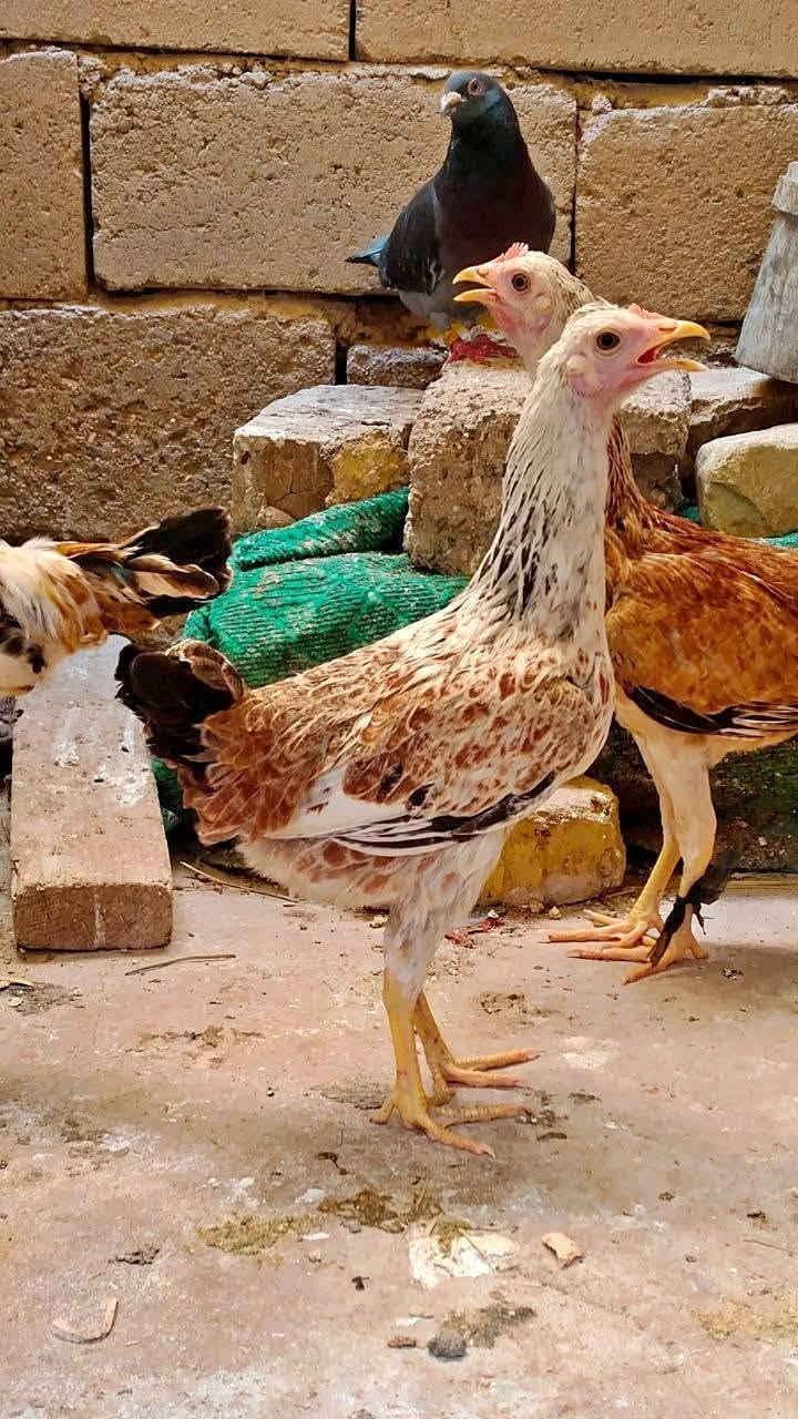 ســلام عـــلــيكم شباب دجاجات للــبــيــع العدد 15بيهن ابو ركبه وبيهن عربي يردن يبيضن جوز شهر ويبيضن ملقحات الزوج 16 قفل قفل واني بخدمتكم يجي خاص صاحيات مابيهن شي مكان النصر كبار والله *********** واتساب الشراي اتصل الرقم

