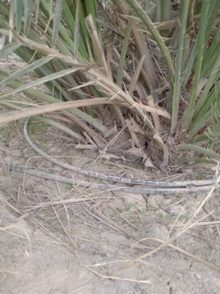 على بركة الله
متوفر فسائل بريم وبربن حجم وسط - متعدهن بالصنف وتجي بشهر 9 تشوف الام وتاكل منها
البريم. 25 الف.  - البربن.  20 الف
المكان ناصرية طريق المطار


**إذا كنت صاحب هذا الإعلان وتريد حذفه لأي سبب، رجاءا أرسل رسالة إلى الدعم الفني**