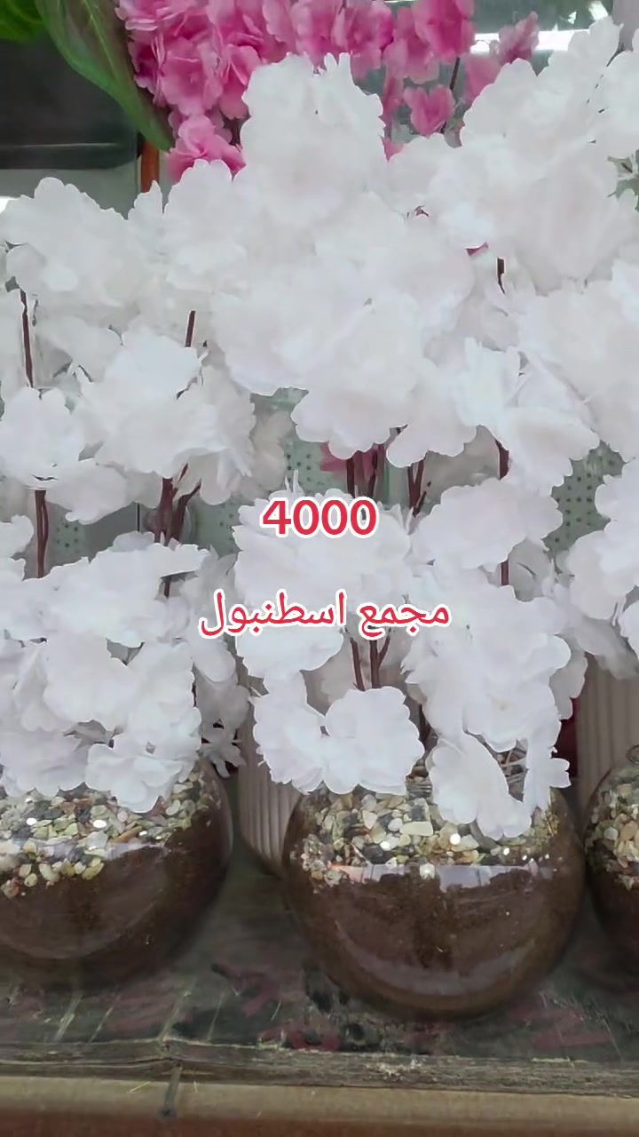 مجمع اسطنبول مفتحين من 3 الى 12 مساء خانقين مقابل معمل النسيج مجاور مجمع دلسوز البزاز لا يوجد توصيل


**إذا كنت صاحب هذا الإعلان وتريد حذفه لأي سبب، رجاءا أرسل رسالة إلى الدعم الفني**