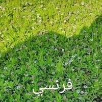 🌳 ثيل طبيعي من أجود الأنواع.. خضرة تدوم وأناقة تبهج! 🌳 مناسب للاستخدام...