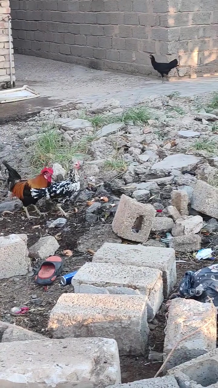 السلام عليكم ورحمة الله وبركاته
5دجاجات وديج للبيع 
مكاني بغداد جسر ديالى القديم 
كلمن والة سعره اجاوب بالخاص او بالتعليقات


**إذا كنت صاحب هذا الإعلان وتريد حذفه لأي سبب، رجاءا أرسل رسالة إلى الدعم الفني**