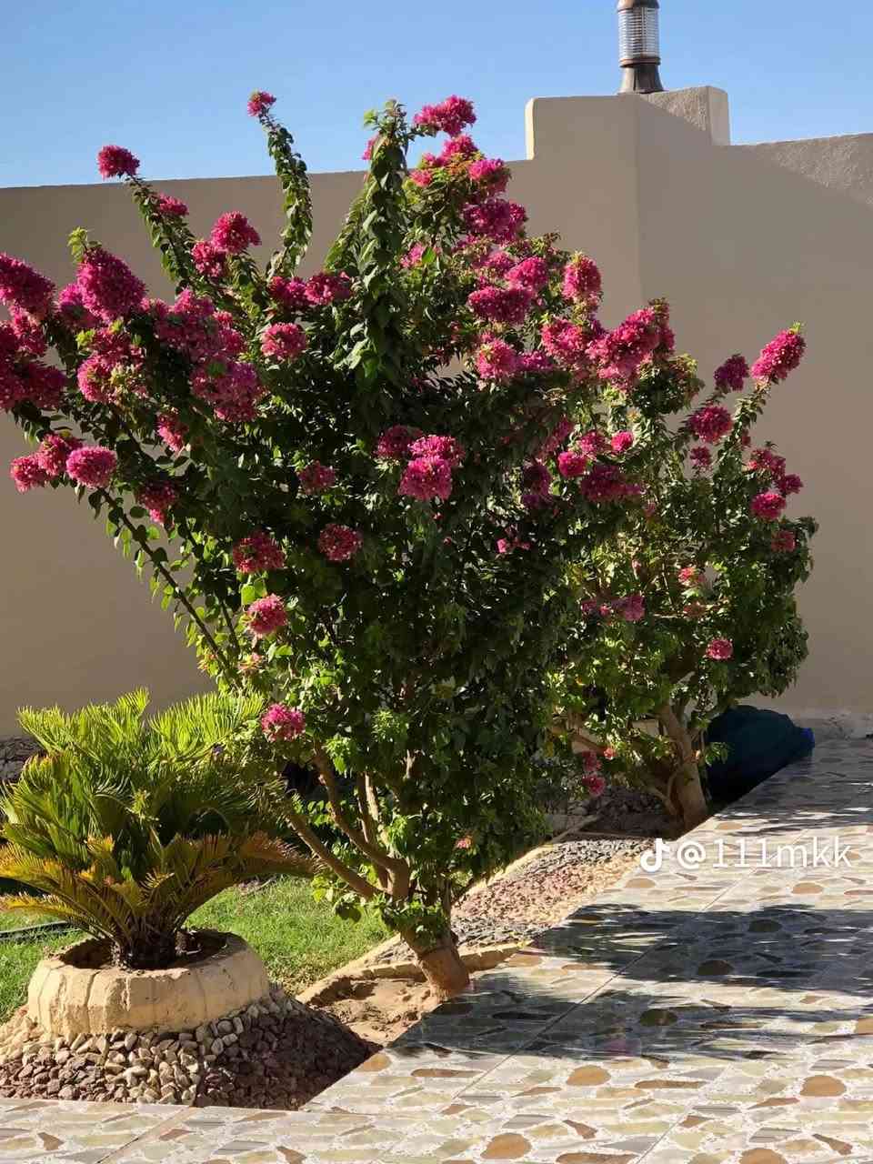 يتوفر في مشتل المهندس 
اكاسيا مصرية 
فرشة الزجاج 
جهنمي قزمي 
العنوان الدبينية-مقابل مدرسة الذكوات 
متواجد ليلا من الساعه 8م-10 م 
يتوفر توصيل داخل المشخاب 
***********
