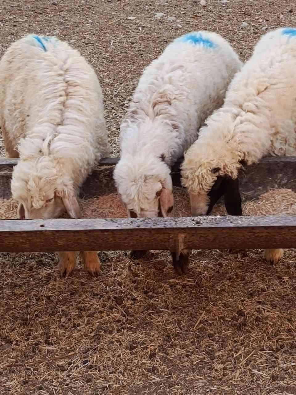 يوجد طليان و فطايم العدد 5 الكلي شرط نصاحه سعر الوحد 200الف المكان بيجي رقم الهاتف ***********.    ***********
