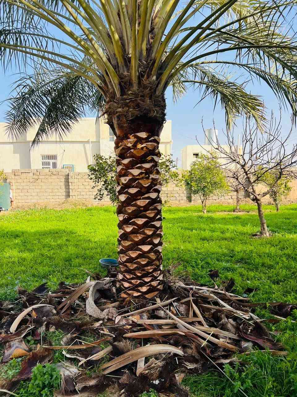 عمل اليوم في ناحية الزاب بتاريخ 5/2/2026 الخميس
الشغل هوا يقيم نفسو
تكريب تنضيف العناكيد القديمة تنضيف السنون
اتصل وتدلل
للأتصال ***********
#تكريب
#تكريب_النخيل
#تكريب_وتنضيف_النخيل
