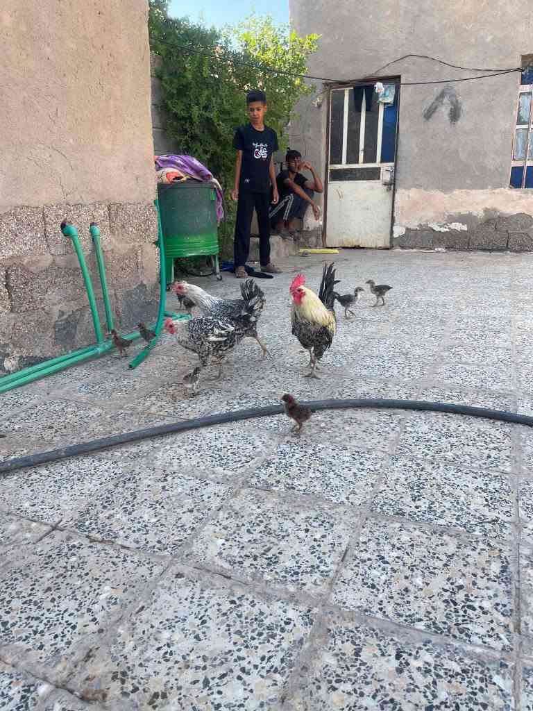 للبيع زوج فيومي مميز الوان حلوه
ديك + دجاجتين فيومي بصحة ممتازة وإنتاج معروف طيور نشيطة ومرباية فرصة للمقتني وللمربي 
السعر فرصة ومناسب مقارنة بالمستوى 
للاستفسار مراسلة الخاص
الموقع رفاعي


**إذا كنت صاحب هذا الإعلان وتريد حذفه لأي سبب، رجاءا أرسل رسالة إلى الدعم الفني**