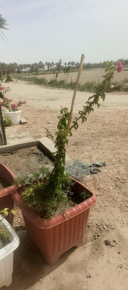 يا الله 🌿
يتوفر لدى مشتـلنا مجموعة  من السنادين والورد 🌸
🌼 سنادين تعليك ورد الصباح كل سندانه لون 
🌼 ورد جعفري عطري 
🌿 ريحان عطري 
🌙 ورد المساء
🔥 سندانة جهنمي قزمي
🪴 سندانة مستطيل كارزيا
💜 سندانة بتونيا الصحراء دائمي 
عنوان مشتلنا شارع زوبع الصوب الصغير


**إذا كنت صاحب هذا الإعلان وتريد حذفه لأي سبب، رجاءا أرسل رسالة إلى الدعم الفني**