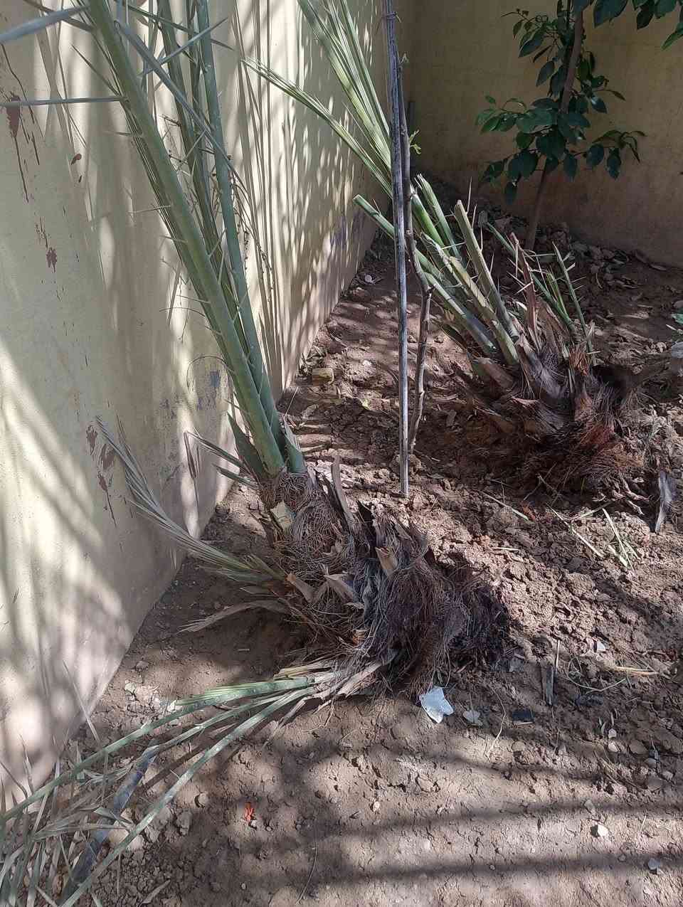 فسائل ثنين صفراوي درجه اولى الفسائل همات بيهن فسائل العام حملن تمر مكاني ديالى  بعقوبه باب الدرب ‏‪***********‬‏
