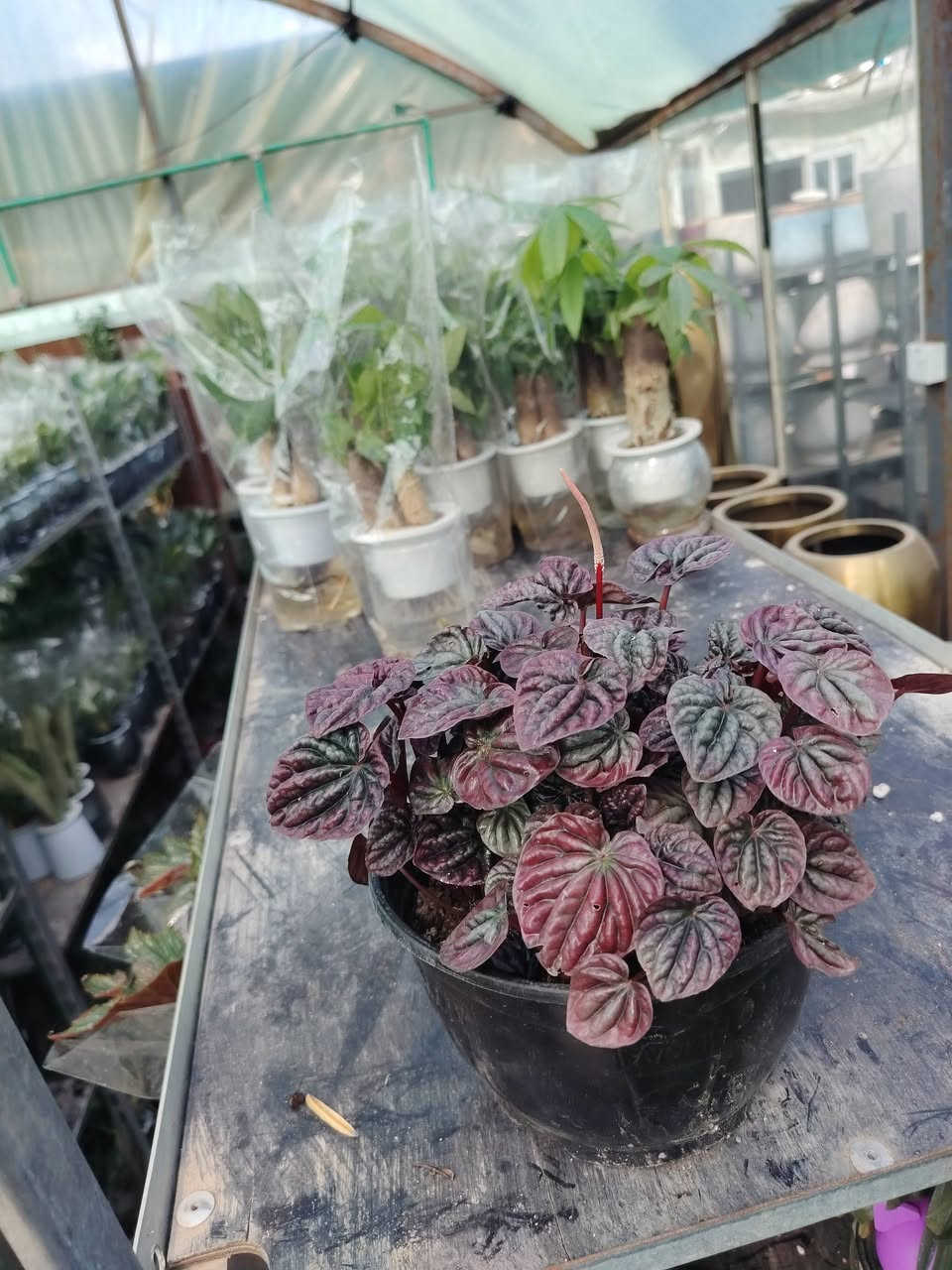 متوفر في مشتل جنة النباتات
الفتونيا (Fittonia)
:هو نبات عشبي صغير ذو أوراق حمراء أرجوانية أو مستديرة، تتميز بعروقها الملونة والجذابة التي تتراوح ألوانها بين الأبيض، الوردي، والأحمر الفاتح، على خلفية خضراء داكنة. هذه العروق البارزة هي السمة المميزة للنبات وتمنحه جمالاً فريداً.

الرعاية:

الإضاءة:يفضل الإضاءة الساطعة غير المباشرة. 
الري:يحتاج إلى تربة رطبة باستمرار، ولكن دون إغراق. يجب الري عندما يبدأ السطح العلوي للتربة بالجفاف. يعتبر الجفاف الشديد سبباً رئيسياً لتدلي الأوراق وذبولها، لكنها عادة ما تنتعش بعد الري.
الرطوبة:الفتونيا عاشقة للرطوبة العالية. يمكن تحقيق ذلك عن طريق رش الأوراق بانتظام بالماء، وضع الأصيص فوق صينية حصى مبللة، أو استخدام جهاز ترطيب الجو.
📍 الموقع.: بغداد _سبع ابكار_مقابل ديوان الوقف السني 
📞 للتواصل : *********** 📱
