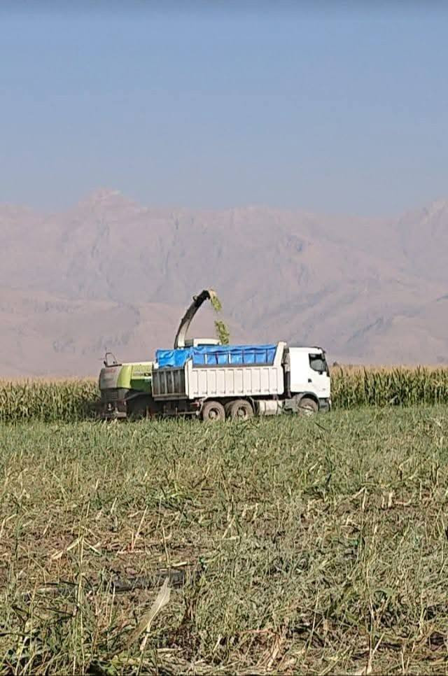 گوزيندار الاولى في العراق والوطن العربي يتوفر لدينا سيلاج الذره محصود ومكيس وفق المواصفات العالميه وباجهزه حديثه وبضمان جودة المنتج وباكياس وبالات للحفاظ عليه من العفن والتلف للاستفسار مراسلة الصفحه او الاتصال على الأرقام التالية 
***********
*********** 
عنوان الشركه السليمانيه حلبجه الشهيد طريق هورمان بغداد, العراق
