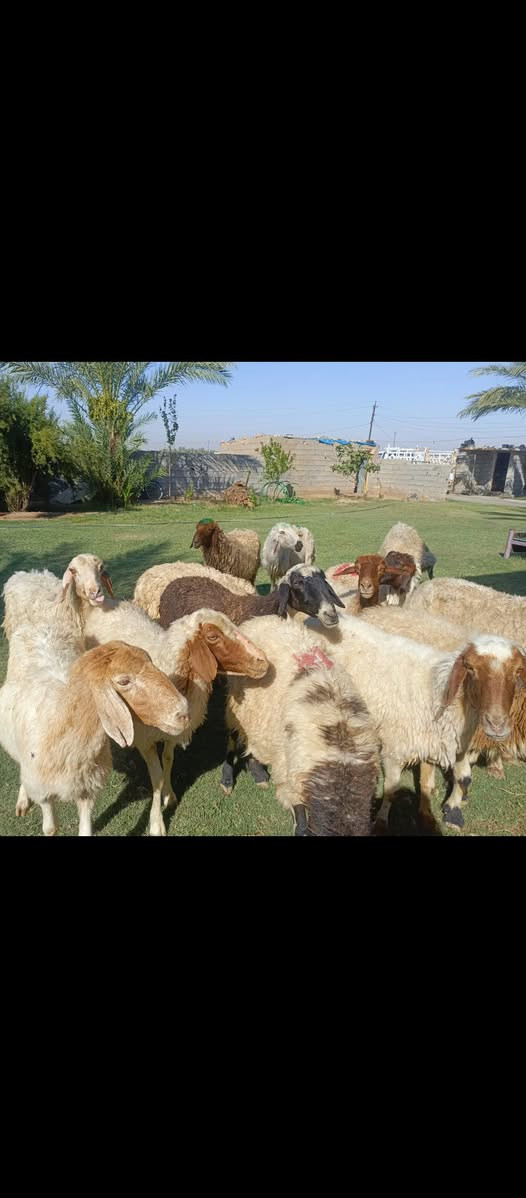 بسم الله الرحمن الرحيم ما شاء الله متاح حلال للبيع العدد 15 حلال درجه اولى كل سن وشطر مال الديرهكل ثالث بطن وثاني بطن وين اللي يدور حلال ما تجيني رقم واحد حلال قصه واحده وخير من الله من القنم واحده مكان الحلال بغداد مشاهده قرب التاجي سعر زوج قفل 525 توصيل ما عندي هذا رقمه واتصله حياكم الله. ///‏‪***********
