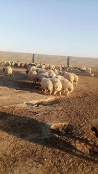 بمناسبه حلول عيد الأضحى المبارك يوجد لدينا أضاحي الديره الاتصال 078006...