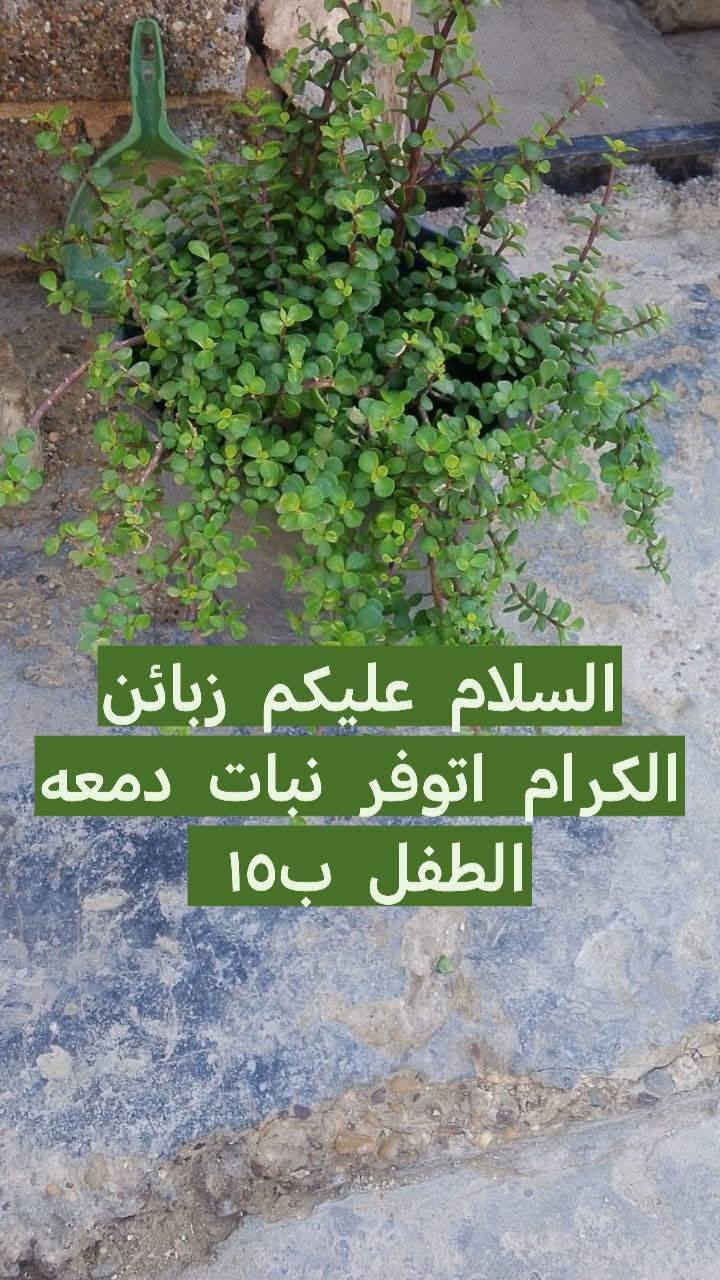 السلام عليكم رجعنه من جديد دمعه الطفل أحجام حلوه دبه مو سندانه الزوج ب٣٠ الوحد ب١٥ يوجد لدينا توصيل داخل بغداد بعض المناطق 🚘🌿🚘🚘🚘🚘🌿


**إذا كنت صاحب هذا الإعلان وتريد حذفه لأي سبب، رجاءا أرسل رسالة إلى الدعم الفني**