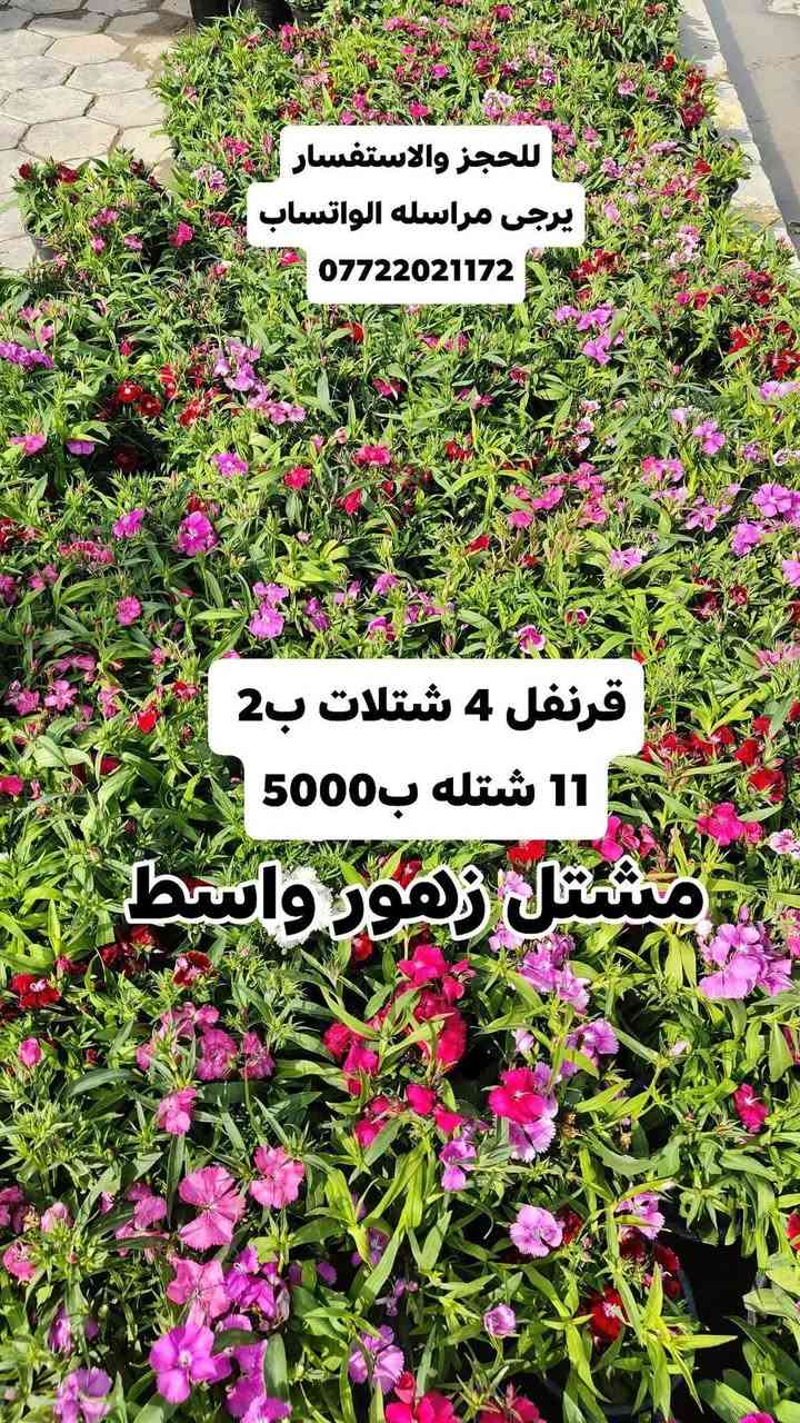 عروض رمضان مستمرين وياكم بالعروض 3 شتلات بسعر 5000 دينار واكو 4شتلات ب 2000 دينار
مشتل زهور واسط 🌸
📍 العنوان: الكوت - فلكة الحاوي - شارع مجمع دمشق الطبي.
🚚 خدمة التوصيل: متوفرة داخل مدينة الكوت فقط.*********** واتساب 
نستقبلكم بكل حب لتزيين منازلكم بأجمل أنواع الزهور والنباتات.

يفتح المشتل طيله ايام الاسبوع من الساعه 7:00 صباحا والى الساعه 10:00 ليلأ 
*********** لطلب والاستفسار واتساب  او مراسله الصفحه الشخصيه بلال الواسطي🌹😊
