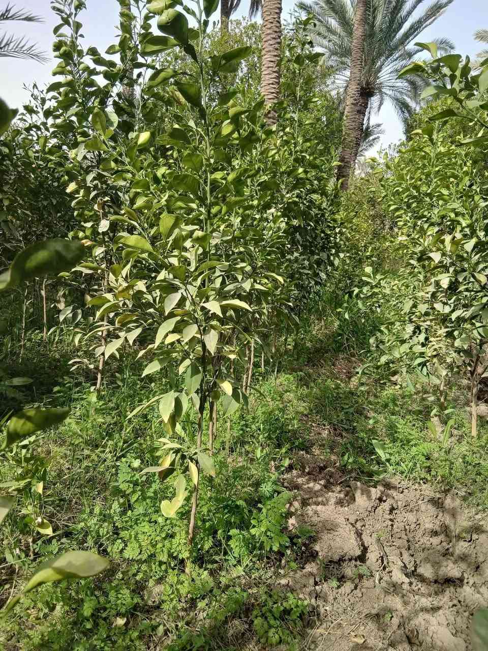 السلام عليكم يوجد اشجار الرارنج باحجام مختلفه
يوجد ارتفاع اقل المتر ب.   ٥٠٠ دينار بس 
يوجد ارتفاع متر ب.          ١٠٠٠ دينار بس 
يوجد ارتفاع متر ونص ب.     ١٥٠٠ دينار بس 
العنوان كربلاء الابراهميه 

***********
